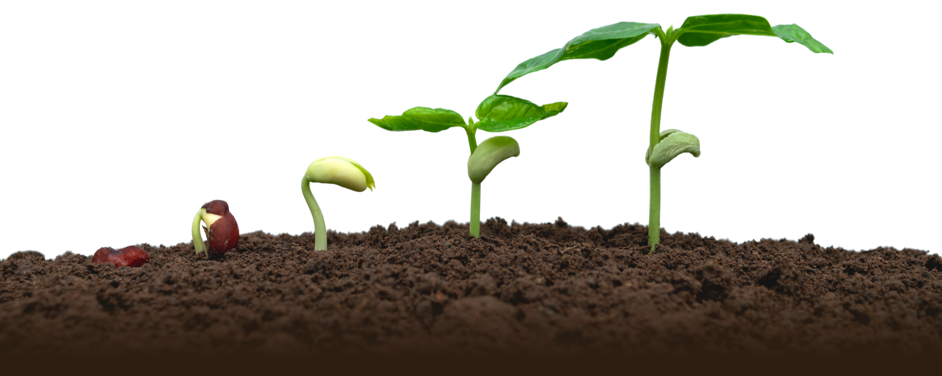 Plantação de Feijão